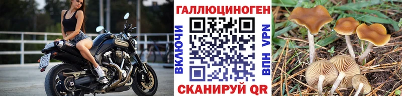 Галлюциногенные грибы Cubensis  купить закладку  Волхов 